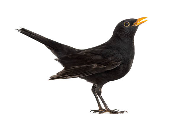 istock Blackbird Turdus merula , isolated on white 823743832