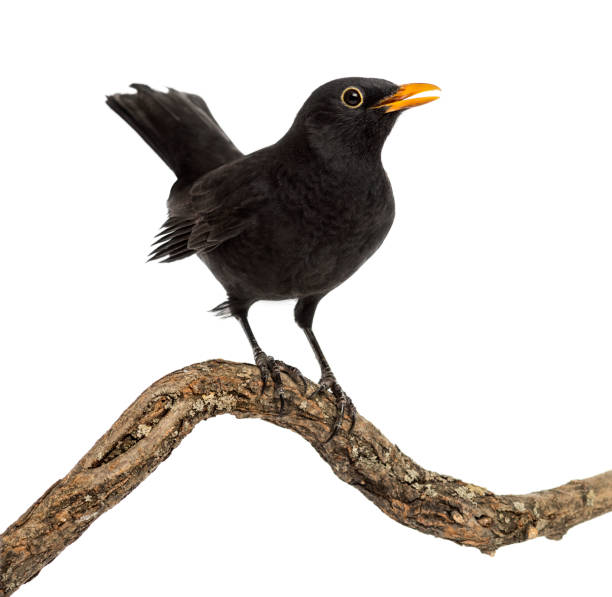 istock Turdus merula on a wood branch , isolated on white 823743836
