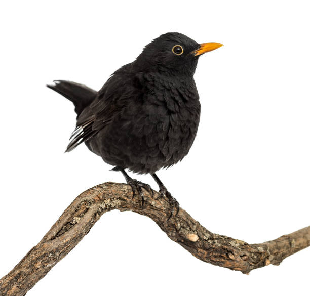 istock Turdus merula on a wood branch , isolated on white 823743850