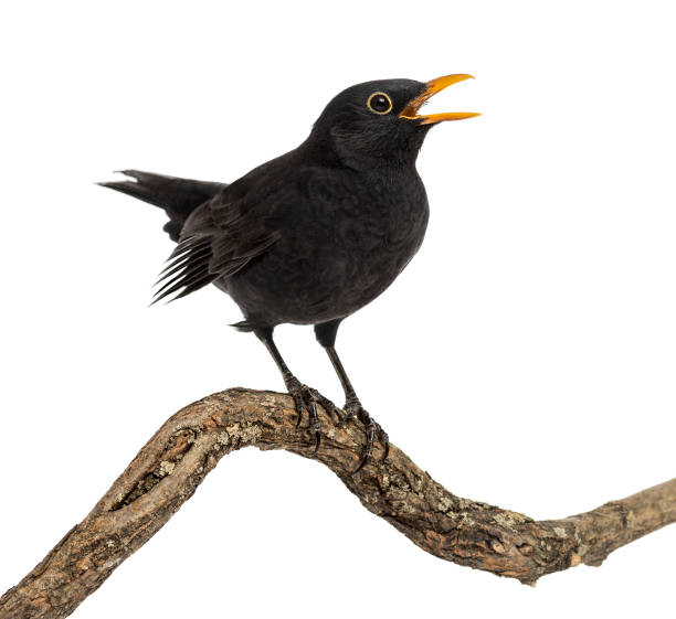 istock Turdus merula on a wood branch , isolated on white 823743854