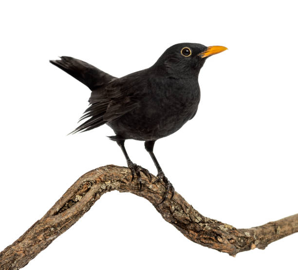 istock Turdus merula on a wood branch , isolated on white 823743858