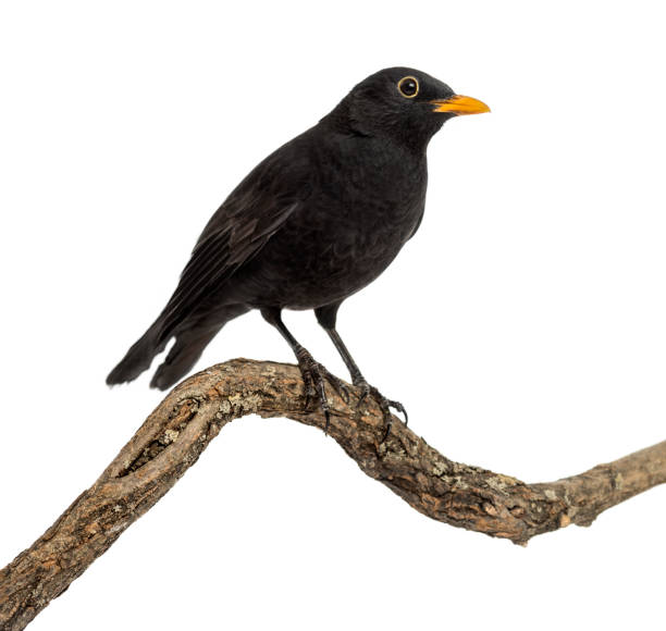istock Turdus merula on a wood branch , isolated on white 823743862