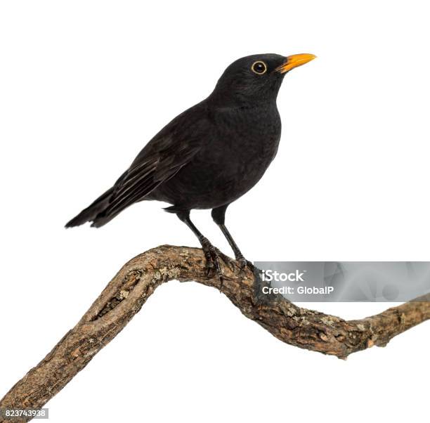 Turdus Merula On A Wood Branch Isolated On White Stock Photo - Download Image Now - Blackbird, Branch - Plant Part, Cut Out