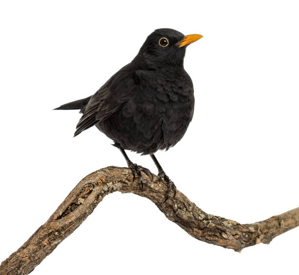 istock Turdus merula on a wood branch , isolated on white 823743946