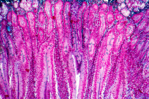 full frame duodenum cross section micrography from a rat