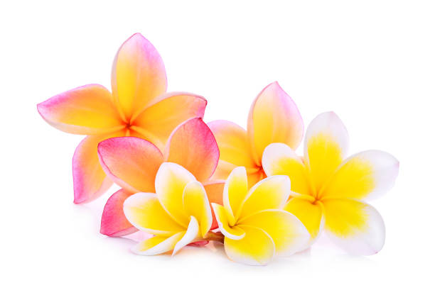 istock pink and white frangipani (plumeria) flower isolated on white background 823747848