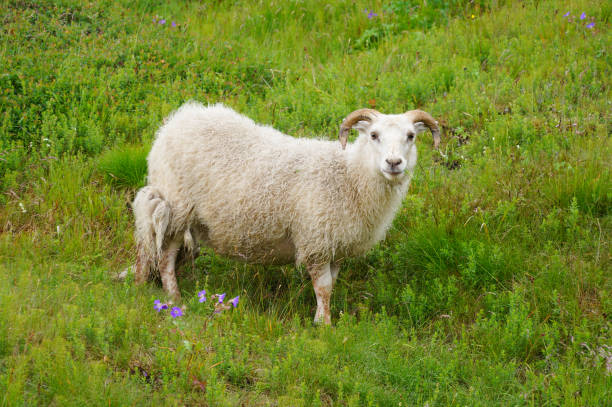 istock White goat in Thingvellir National Park,Iceland. 823748026