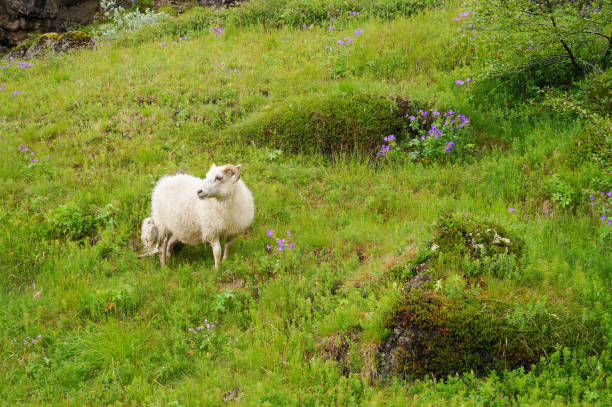 istock White goat in Thingvellir National Park in Iceland. 823748168