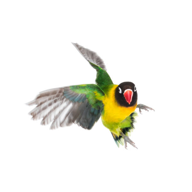 istock Yellow-collared lovebird flying, isolated on white 823748560