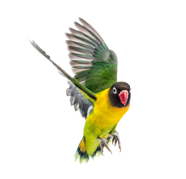 istock Yellow-collared lovebird flying, isolated on white 823748564