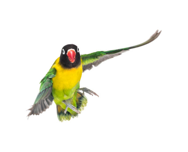 istock Yellow-collared lovebird flying, isolated on white 823748574