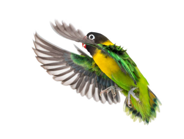 istock Yellow-collared lovebird flying, isolated on white 823748602