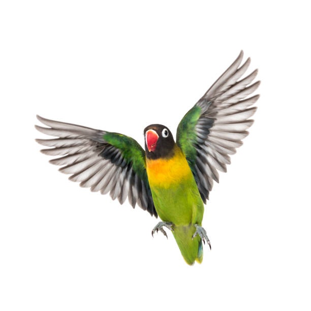 istock Yellow-collared lovebird flying, isolated on white 823748610