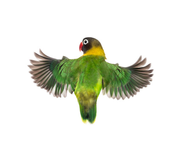 istock Yellow-collared lovebird flying, isolated on white 823748612