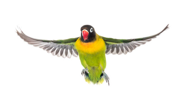 istock Yellow-collared lovebird flying, isolated on white 823748632