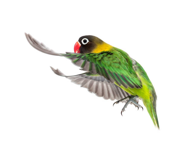 istock Yellow-collared lovebird flying, isolated on white 823748638