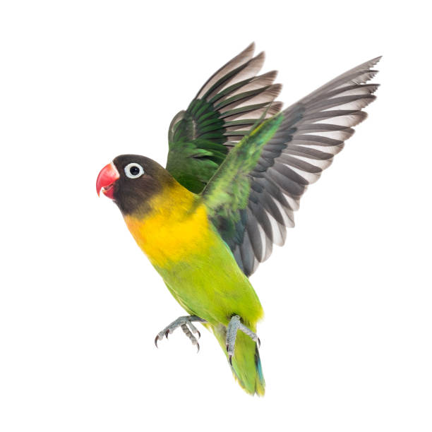 istock Yellow-collared lovebird flying, isolated on white 823748644