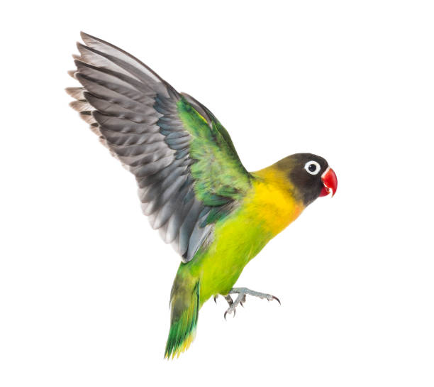 istock Yellow-collared lovebird flying, isolated on white 823748648