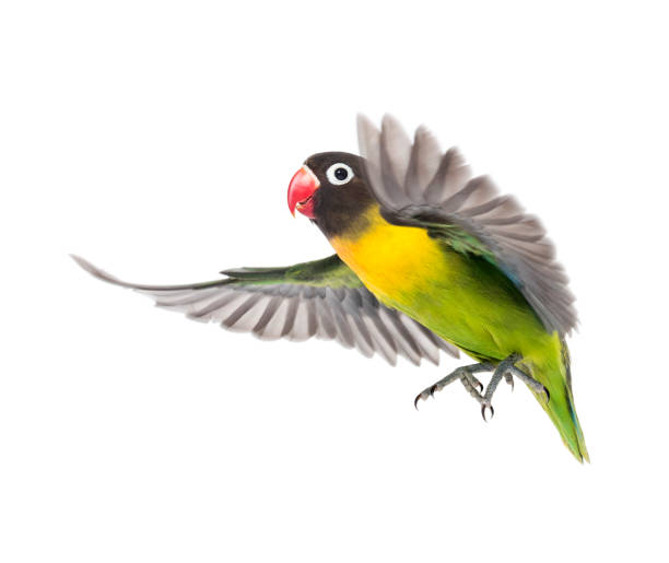 istock Yellow-collared lovebird flying, isolated on white 823748650