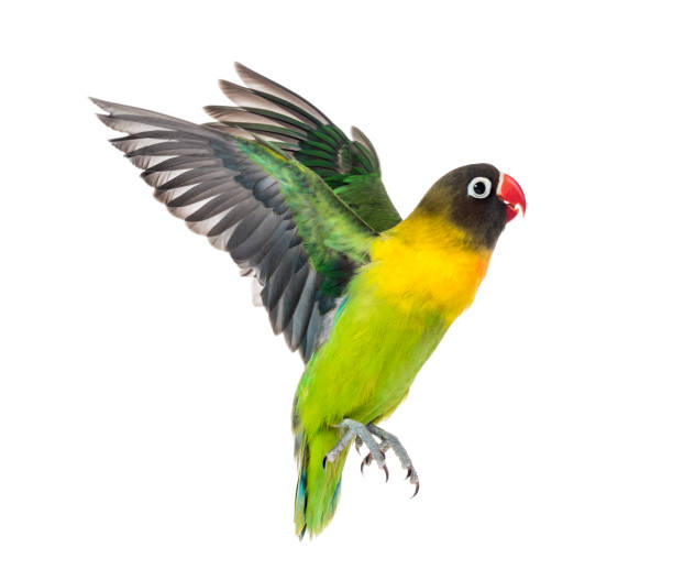 istock Yellow-collared lovebird flying, isolated on white 823748664
