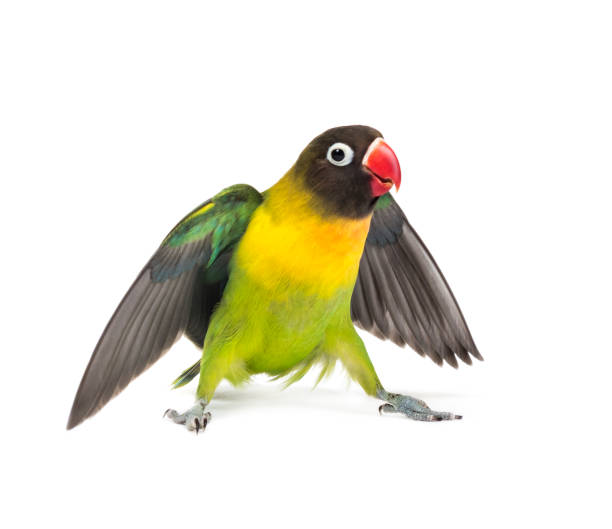 istock Yellow-collared lovebird flying, isolated on white 823748692