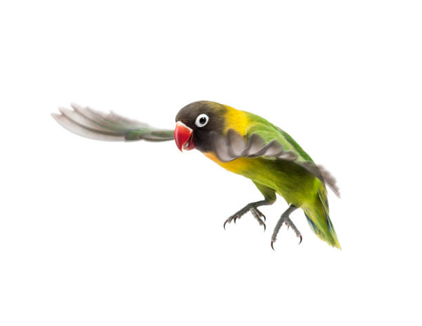 istock Yellow-collared lovebird flying, isolated on white 823748698
