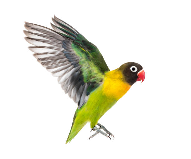 istock Yellow-collared lovebird flying, isolated on white 823748712