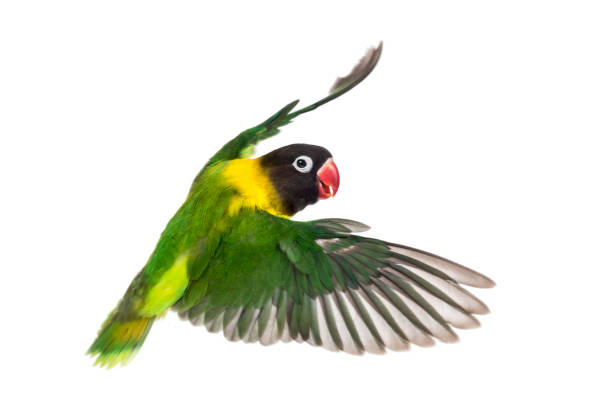 istock Yellow-collared lovebird flying, isolated on white 823748716