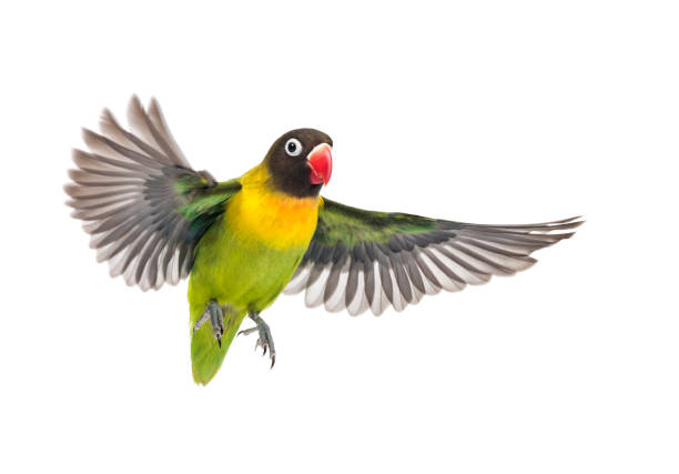 agapornis con cuello amarillo volando, aislado en blanco - loro fotografías e imágenes de stock