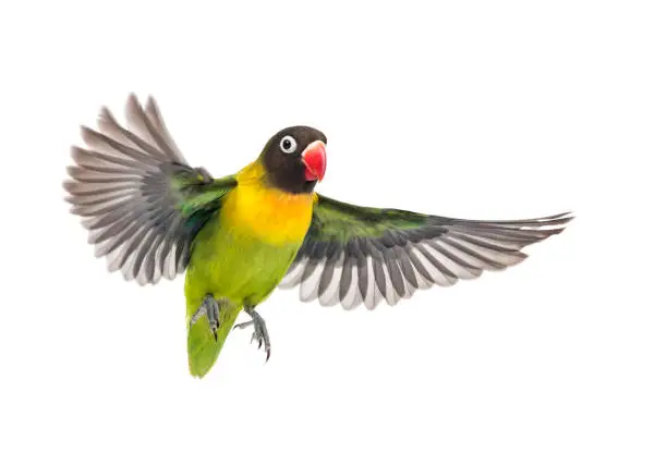 Photo of Yellow-collared lovebird flying, isolated on white