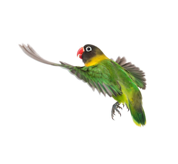istock Yellow-collared lovebird flying, isolated on white 823748734