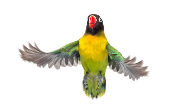 istock Yellow-collared lovebird flying, isolated on white 823748740