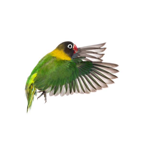 istock Yellow-collared lovebird flying, isolated on white 823748758