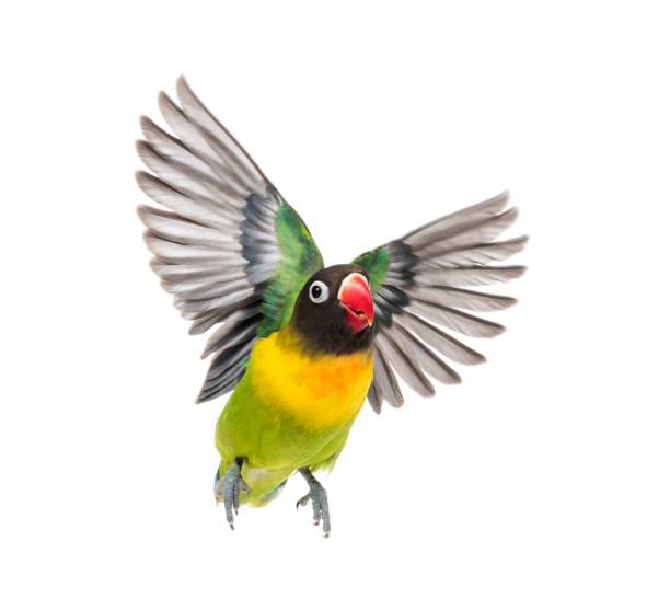 istock Yellow-collared lovebird flying, isolated on white 823748760