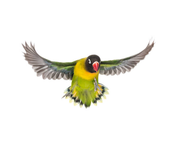istock Yellow-collared lovebird flying, isolated on white 823748762