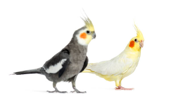 istock Two Cockatiel, isolated on white 823748910