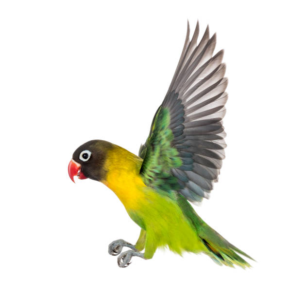 istock Yellow-collared lovebird flying, isolated on white 823748920