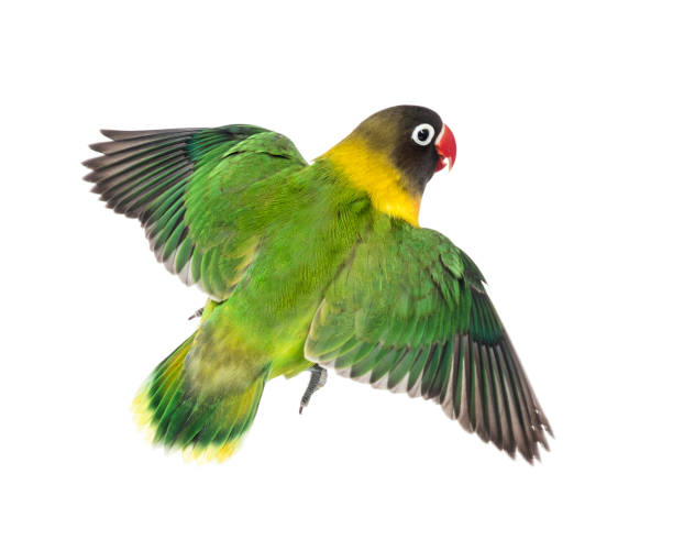 istock Yellow-collared lovebird flying, isolated on white 823748932