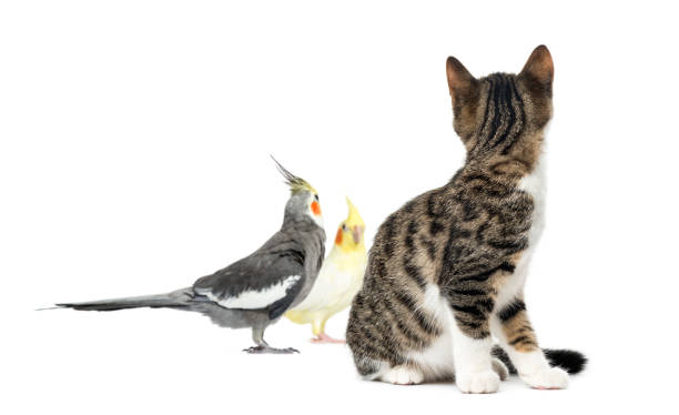 istock Cat looking at two cockatiel, isolated on white 823749286