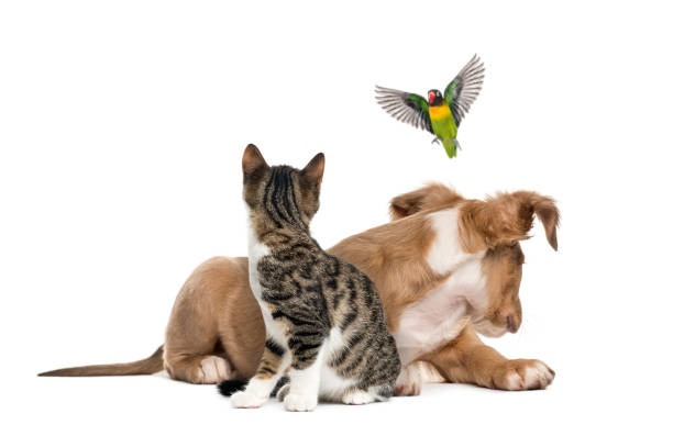 istock Cat, dog and bird, isloated on white 823751110