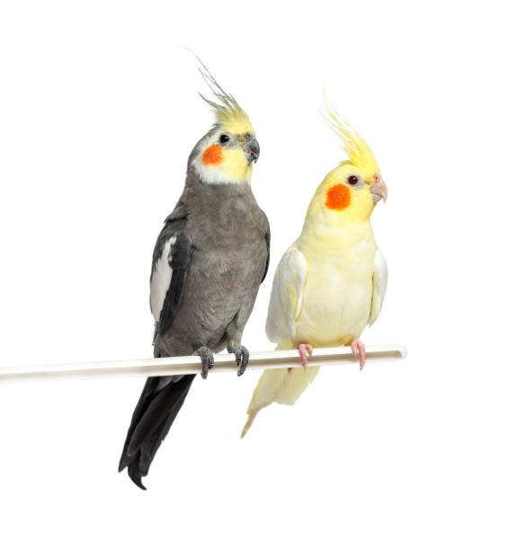 istock Two Cockatiel on a metal perch, isolated on white 823751116
