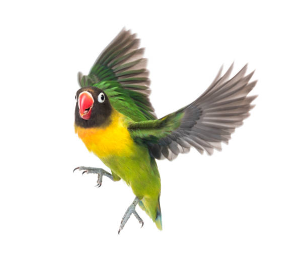 istock Yellow-collared lovebird flying, isolated on white 823751404