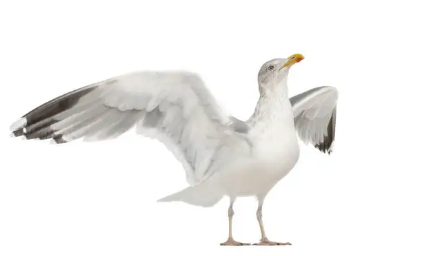 European Herring Gull, Larus argentatus, 4 years old, standing against white background