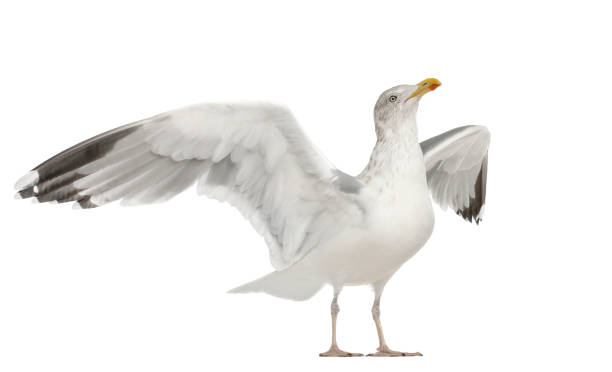 европейская чайка сельди, larus argentatus, 4 года, стоя на белом фоне - herring gull стоковые фото и изображения