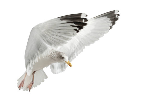 istock European Herring Gull, Larus argentatus, 4 years old, flying against white background 823751936