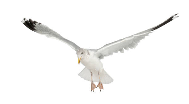 istock European Herring Gull, Larus argentatus, 4 years old, flying 823751964