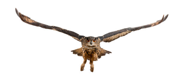 Eurasian Eagle-Owl, Bubo bubo, 15 years old, flying against white background Eurasian Eagle-Owl, Bubo bubo, 15 years old, flying against white background eurasian eagle owl stock pictures, royalty-free photos & images