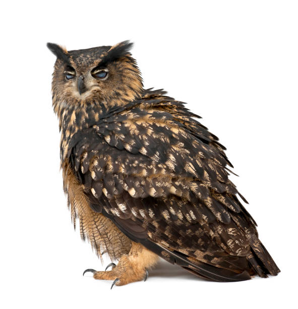 istock Eurasian Eagle-Owl, Bubo bubo, 15 years old, standing with eyes closed against white background 823752108