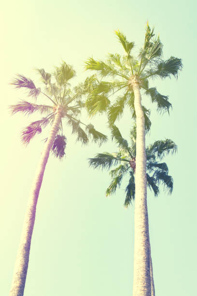 istock Summer Travel Vacation Concept. Beautiful Palms on Blue Sky Background. Toning. 823752142