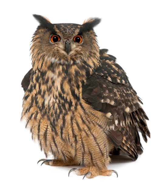 istock Eurasian Eagle-Owl, Bubo bubo, 15 years old, standing against white background 823752150